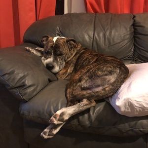 Meet your Posher, Sadie